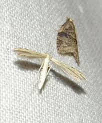 Attēlu rezultāti vaicājumam “Capua vulgana”