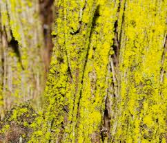 Attēlu rezultāti vaicājumam “Chrysothrix candelaris”