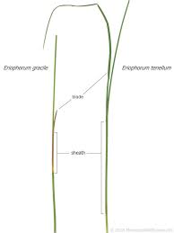 Attēlu rezultāti vaicājumam “Eriophorum gracile leaf”