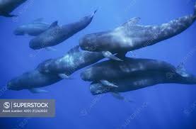 Image result for Globicephala melas