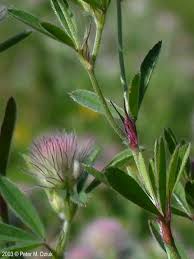 Attēlu rezultāti vaicājumam “Trifolium arvense fruit”