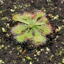 Image result for Drosera