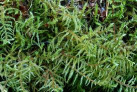 Attēlu rezultāti vaicājumam “Rhytidiadelphus subpinnatus”