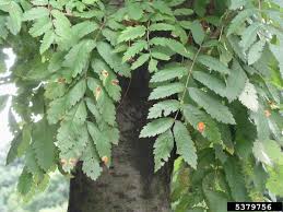 Attēlu rezultāti vaicājumam “Gymnosporangium cornutum”