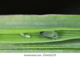 Attēlu rezultāti vaicājumam “Rhopalosiphum oxyacanthae”