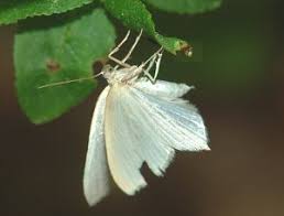 Attēlu rezultāti vaicājumam “Jodis putata”