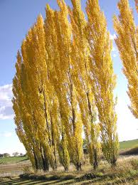 Attēlu rezultāti vaicājumam “Populus nigra”