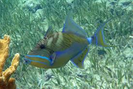 Image result for Balistes vetula