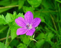 Attēlu rezultāti vaicājumam “Geranium palustre flower”