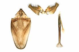 Attēlu rezultāti vaicājumam “Adela cuprella”