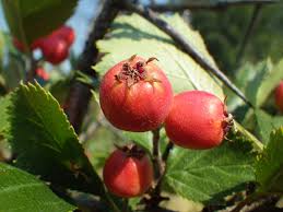 Attēlu rezultāti vaicājumam “Crataegus macracantha”
