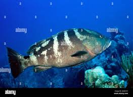 Image result for Epinephelus striatus