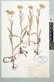 Attēlu rezultāti vaicājumam “Inula britannica”