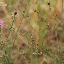 Attēlu rezultāti vaicājumam “Centaurea stoebe fruit”