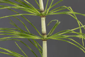 Attēlu rezultāti vaicājumam “Equisetum telmateia”