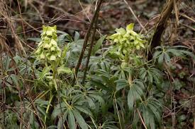 Image result for Nieswurz