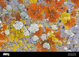 Attēlu rezultāti vaicājumam “Xanthoria candelaria”