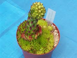 Attēlu rezultāti vaicājumam “Jovibarba globifera leaf”