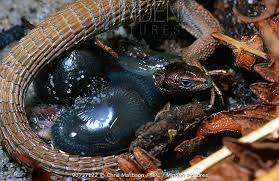 Attēlu rezultāti vaicājumam “Lacerta vivipara female”