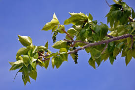 Attēlu rezultāti vaicājumam “Populus laurifolia”