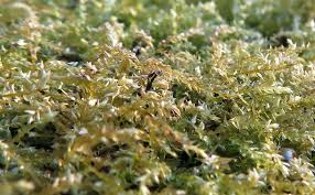 Attēlu rezultāti vaicājumam “Oxyrrhynchium hians var. rigidum macro”