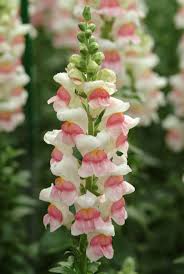 Image result for Antirrhinum majus maximum
