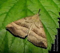 Attēlu rezultāti vaicājumam “Hypena proboscidalis”