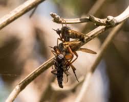 Attēlu rezultāti vaicājumam “Empis sp.”