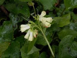 Attēlu rezultāti vaicājumam “Symphytum grandiflorum”
