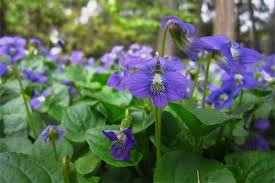 Image result for violet