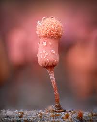 Attēlu rezultāti vaicājumam “Craterium minutum macro”