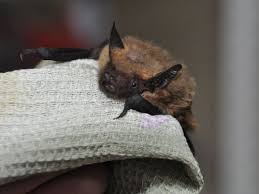 Attēlu rezultāti vaicājumam “Vespertilio murinus”