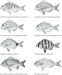 Image result for Polysteganus undulosus