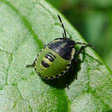 Attēlu rezultāti vaicājumam “Palomena prasina nymph”