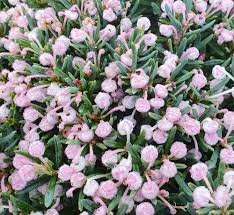 Attēlu rezultāti vaicājumam “Andromeda polifolia”