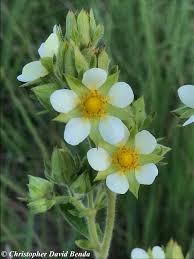 Attēlu rezultāti vaicājumam “Potentilla arenaria flower”