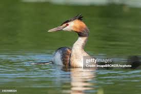 Attēlu rezultāti vaicājumam “Podiceps cristatus”