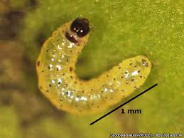 Attēlu rezultāti vaicājumam “Agrochola litura imago”