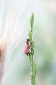 Attēlu rezultāti vaicājumam “Anthocomus rufus”