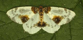 Attēlu rezultāti vaicājumam “Abraxas sylvata larva”