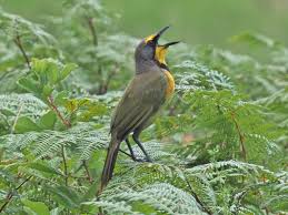 Attēlu rezultāti vaicājumam “Motacillidae”