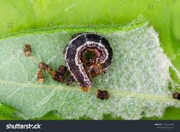 Attēlu rezultāti vaicājumam “Hydriomena furcata”