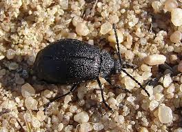 Attēlu rezultāti vaicājumam “Galeruca tanaceti”