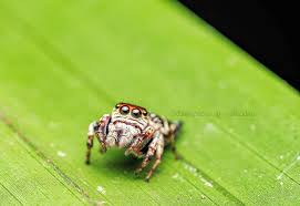 Attēlu rezultāti vaicājumam “Salticidae”