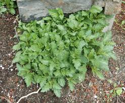 Image result for Verbena officinalis