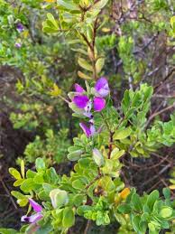 Attēlu rezultāti vaicājumam “Polygala amarella leaf”