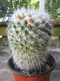 Attēlu rezultāti vaicājumam “Cribraria macrocarpa stalked”