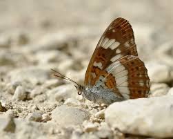 Attēlu rezultāti vaicājumam “Limenitis camilla”