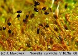 Attēlu rezultāti vaicājumam “Nowellia curvifolia”