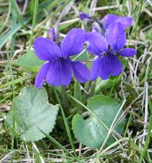 Attēlu rezultāti vaicājumam “Viola odorata”